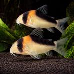 Gezocht corydors Adolfoi, Vis