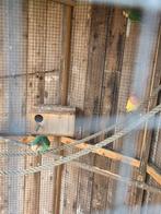 Agapornissen pop met 2 jongen, Dieren en Toebehoren, Meerdere dieren, Dwergpapegaai of Agapornis