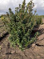 Ilex blue prins, Ophalen of Verzenden, Hulst, Minder dan 100 cm