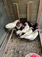 Krielkippen, Vrouwelijk, Kip