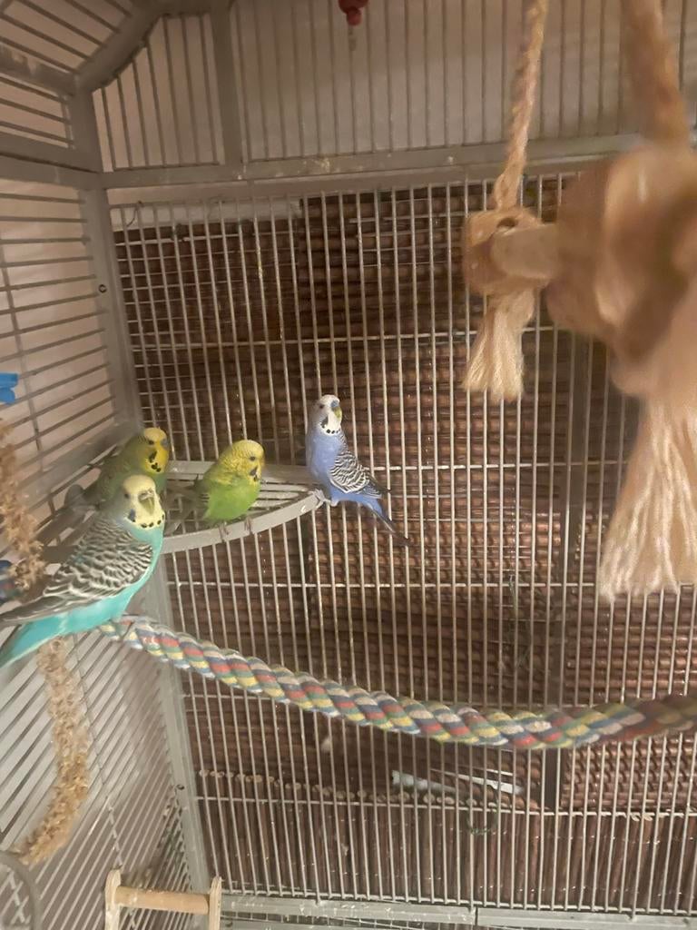 Grasparkieten te koop, Dieren en Toebehoren, Vogels | Parkieten en Papegaaien, Meerdere dieren, Parkiet
