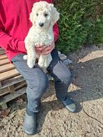 Labradoodle pups medium, Overige rassen, 8 tot 15 weken, Parvo, Meerdere