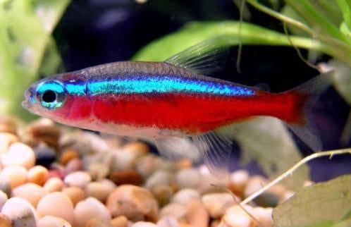 Kardinaal tetra XL - Koidreams Valburg, Dieren en Toebehoren, Vissen | Aquariumvissen, Zoetwatervis, Vis