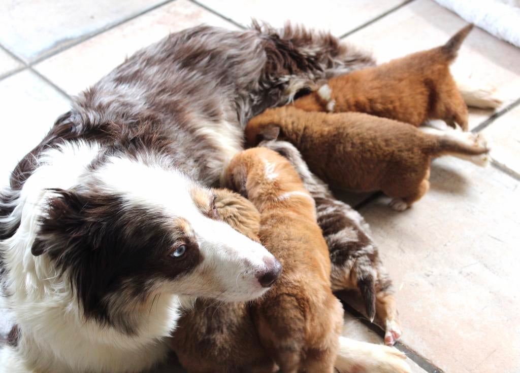 Nova scotia duck tolling retriever x Border collie pups, Dieren en Toebehoren, Nederland, Labrador retriever, Meerdere, Meerdere dieren