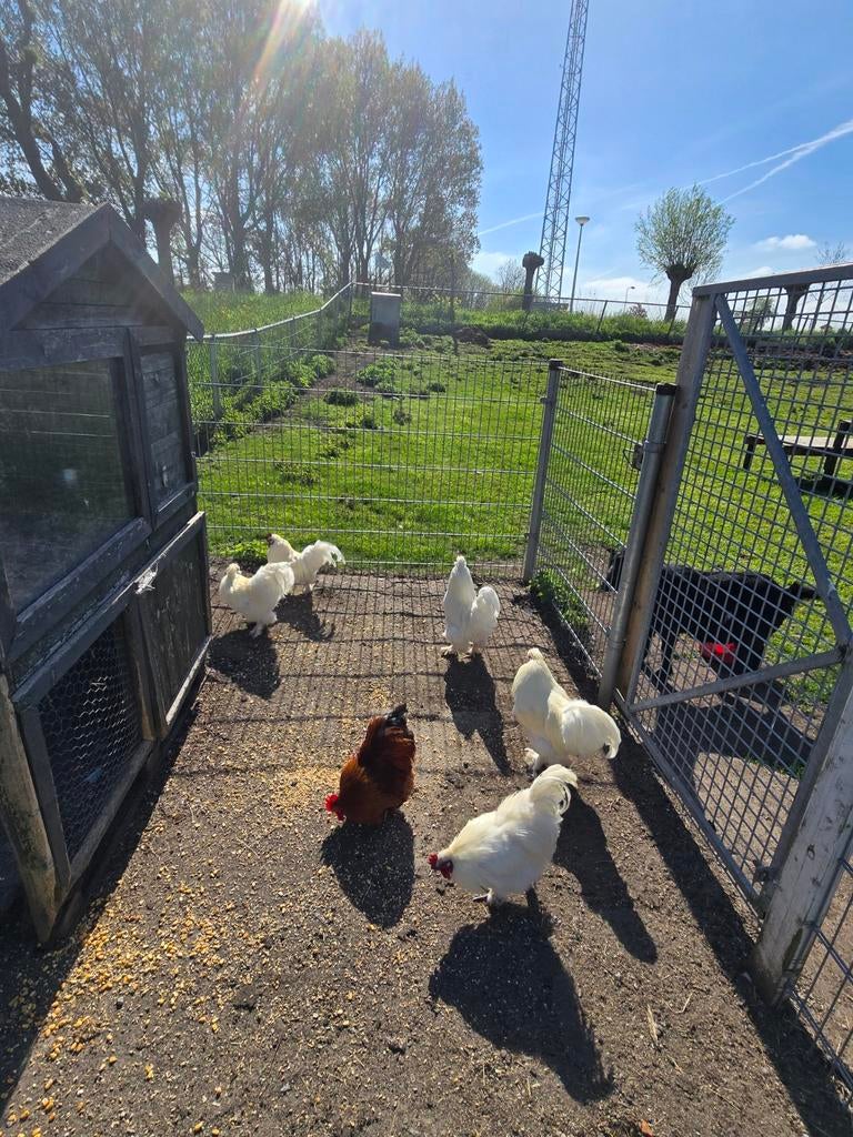 Mooie hanen te koop , anderhalf en 2 ¹½ jaar oud ongeveer, Dieren en Toebehoren, Mannelijk, Kip