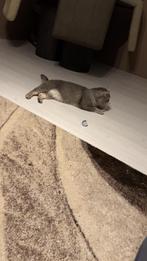 Britse korthaar, Dieren en Toebehoren, Katten en Kittens | Dekkaters