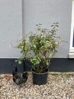 Olijfwilg (Elaeagnus ebbingei) Silverberry, Ophalen, Overige soorten, 100 tot 250 cm