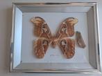 Attacus atlas vlinder in lijst taxodermie, Ophalen of Verzenden, Zo goed als nieuw, Insect, Opgezet dier