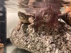 2 Muskusschildpadden, Dieren en Toebehoren, Reptielen en Amfibieën, Schildpad, Tam, 11 jaar of ouder