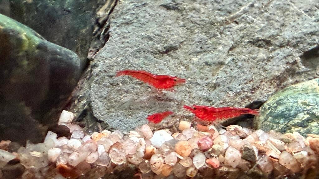 Jonge neocaridina davidi bloody mary garnalen, Kreeft, Krab of Garnaal