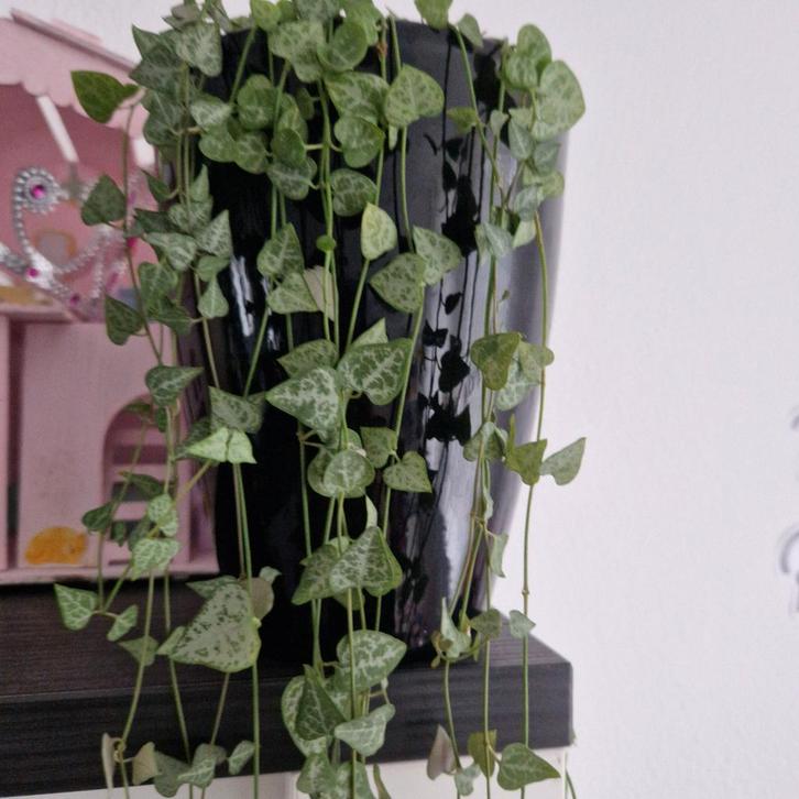 Ceropegia (String of Hearts) - Ongeveer 3 meter lang, Tuin en Terras, Planten | Tuinplanten, Vaste plant, Klimplanten, Halfschaduw