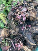 Yacon of appelwortel broedknollen BIOLOGISCH, Ophalen of Verzenden, Voorjaar, Volle zon, Knol