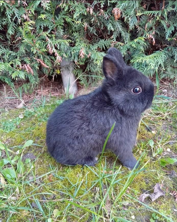 Zeer tot zeer lieve kleurdwerg ram zwart van 15.12.25, Dieren en Toebehoren, Mannelijk, Dwerg
