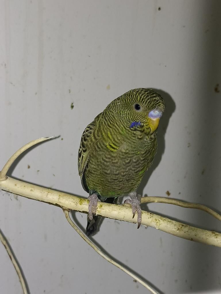Grasparkiet blackface split blackwing man, Dieren en Toebehoren, Vogels | Parkieten en Papegaaien, Mannelijk, Parkiet