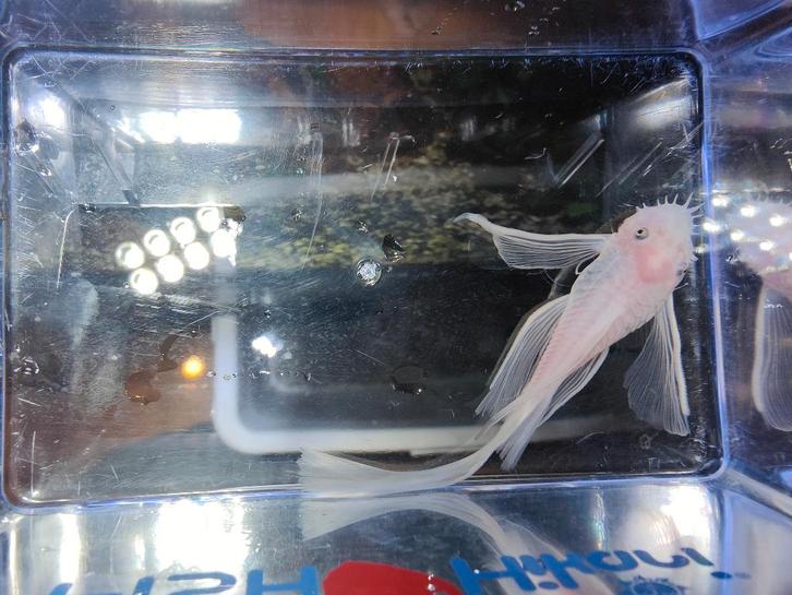 Ancistrus Snow White Longfin man, Dieren en Toebehoren, Vissen | Aquariumvissen, Zoetwatervis, Vis