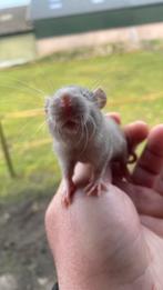 Leuke baby ratjes, Dieren en Toebehoren, Februari, Meerdere dieren, Rat