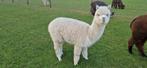 Alpaca's, Dieren en Toebehoren, Juni, Vrouwelijk