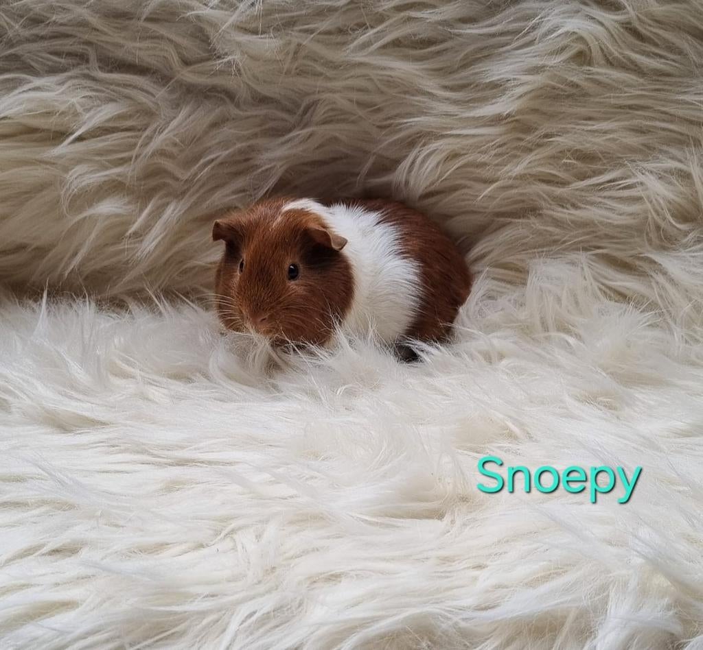 Super lieve jonge Cavia's, Dieren en Toebehoren, Knaagdieren, Maart, Meerdere dieren, Cavia