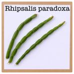 5. rhipsalis paradoxa stekje€1,50, Huis en Inrichting, Ophalen of Verzenden, Halfschaduw, Minder dan 100 cm