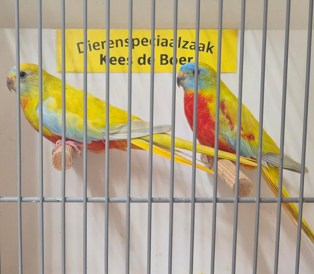 Koppel gele turquoisine parkieten, Dieren en Toebehoren, Vogels | Parkieten en Papegaaien, Meerdere dieren, Parkiet