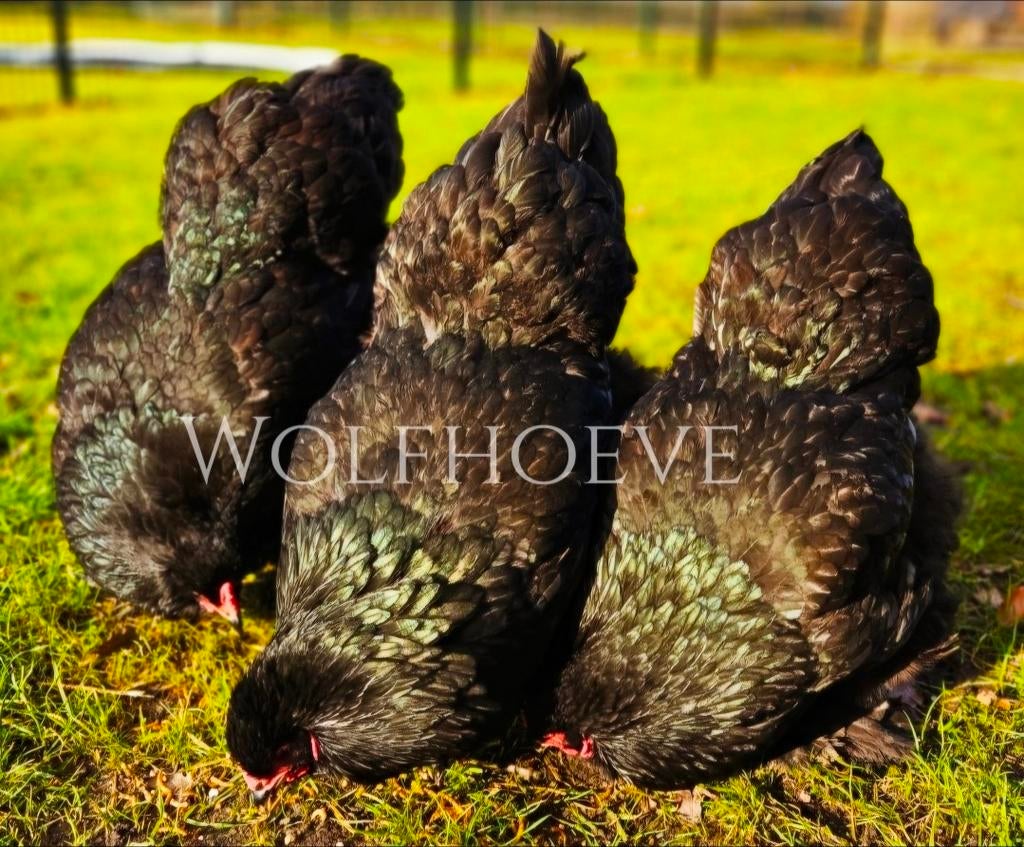 Toom van 4 zwarte Brahma’s (grote soort), aan de leg, Dieren en Toebehoren, Pluimvee, Meerdere dieren, Kip