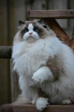 Gastgezin gezocht Ragdoll, Kater, Met stamboom, 0 tot 2 jaar