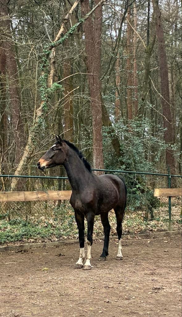 KWPN merrie met potentie, Dieren en Toebehoren, Merrie, Met stamboom, 3 tot 6 jaar, Onbeleerd