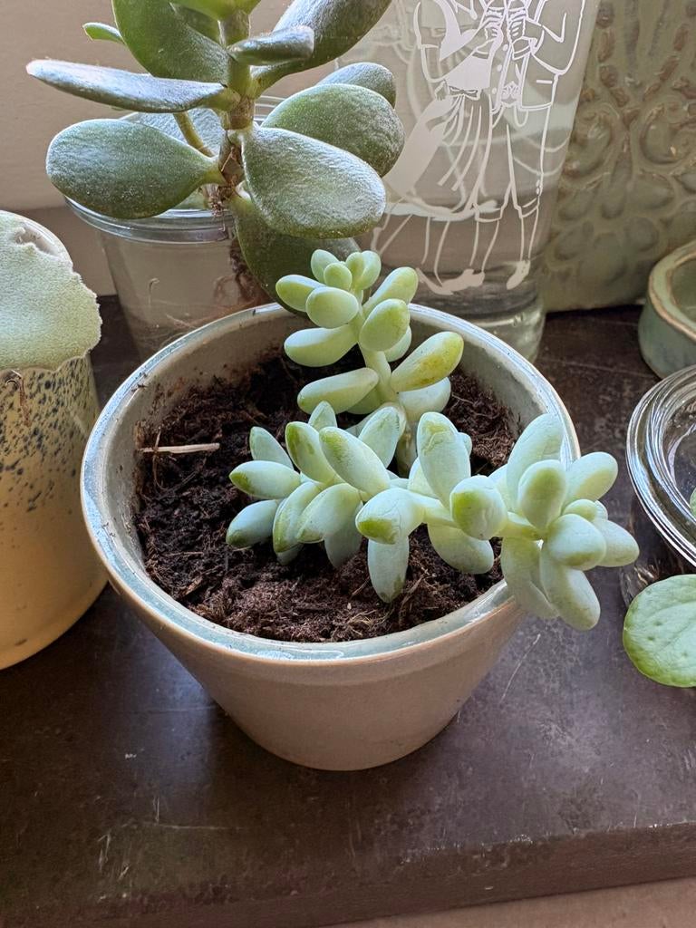 Sedum morganianum stekjes te koop, Huis en Inrichting, Kamerplanten, Ophalen of Verzenden