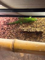 Phelsuma Grandis Madagaskar daggekko, Overige soorten, 0 tot 2 jaar