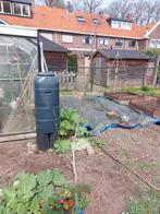 Notenboom, Overige soorten, 100 tot 250 cm, Zomer, Ophalen