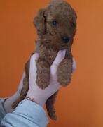 Rode Mini Labradoodles, Parvo, 8 tot 15 weken, Meerdere, Nederland