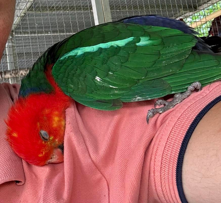 Gezocht koningsparkiet man volwassen, Dieren en Toebehoren, Vogels | Parkieten en Papegaaien, Mannelijk, Parkiet