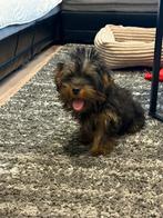 Yorkshire terriër pup te koop, Dieren en Toebehoren, Honden | Jack Russells en Terriërs, Yorkshire Terriër, Particulier, 15 weken tot 1 jaar