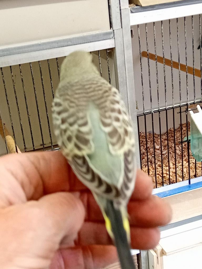 Jonge grasparkieten, Dieren en Toebehoren, Vogels | Parkieten en Papegaaien, Meerdere dieren, Parkiet, Tam