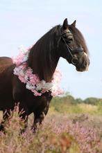 Buitenritten., Ophalen of Verzenden