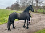 Friese stamboek merrie, wobke x sjaard, Dieren en Toebehoren, Merrie, Met stamboom, Dressuurpaard, 160 tot 165 cm
