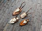 Set van 4 reebok geweien op houten schildjes - Landelijk, Verzamelen, Ophalen of Verzenden, Gebruikt, Hert, Gewei of Kop