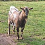 Horenloze bok, Mannelijk, Geit