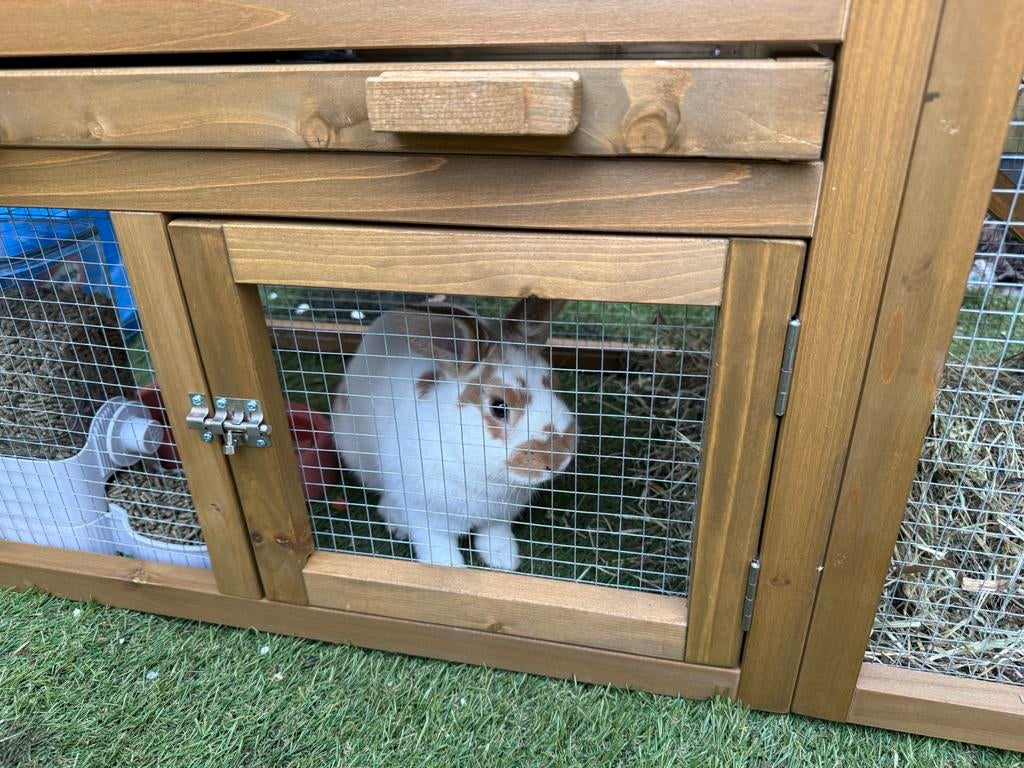 Dwerg konijn, Vrouwelijk, Dwerg, 0 tot 2 jaar