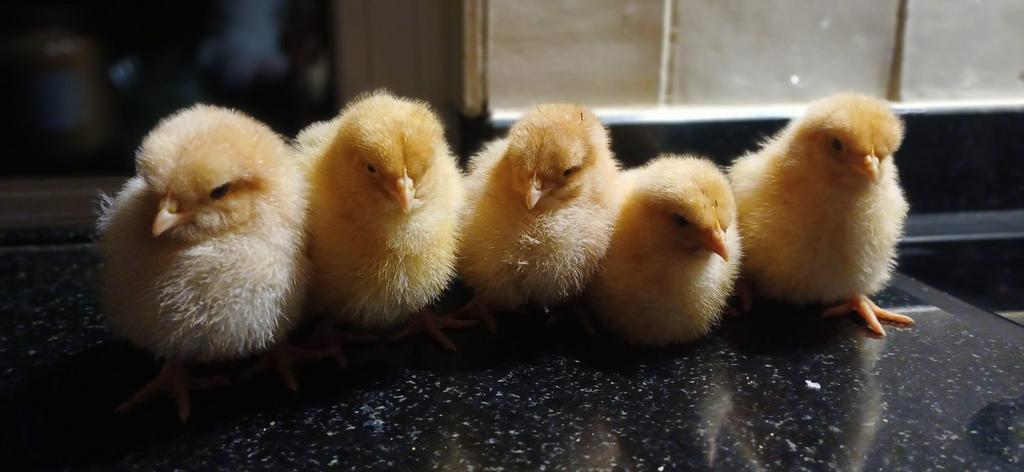 Kuikens orpington buff groothoender, Dieren en Toebehoren, Pluimvee, Geslacht onbekend, Kip