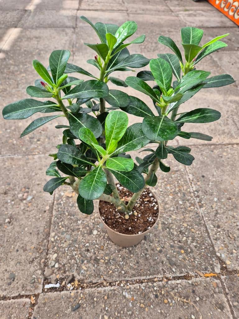 Adenium Obesum Anouk xxl p17 (6)