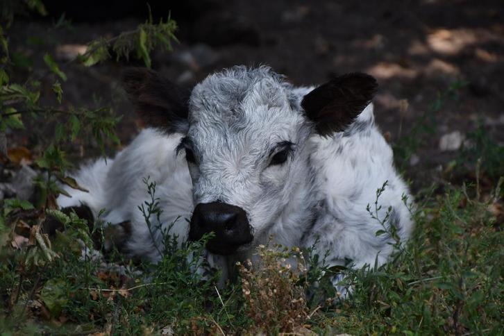 Mini koe-tjes en alpaca's, Dieren en Toebehoren, Runderen, Meerdere dieren, 0 tot 2 jaar
