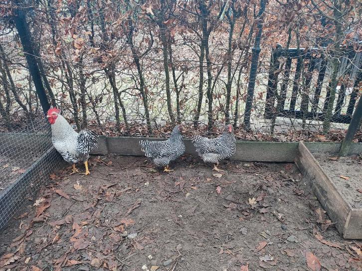 Amrock broedeieren groot ras, Dieren en Toebehoren, Pluimvee, Kip, Geslacht onbekend