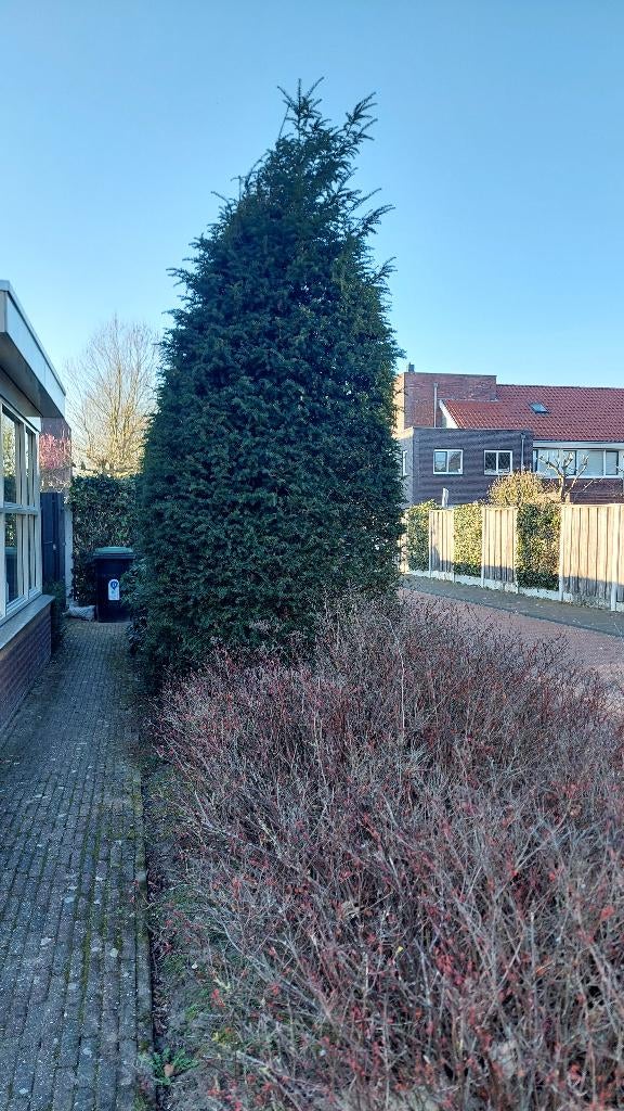 Taxus bomen, Tuin en Terras, Planten | Bomen, Ophalen, Bloeit niet, Halfschaduw, Overige soorten