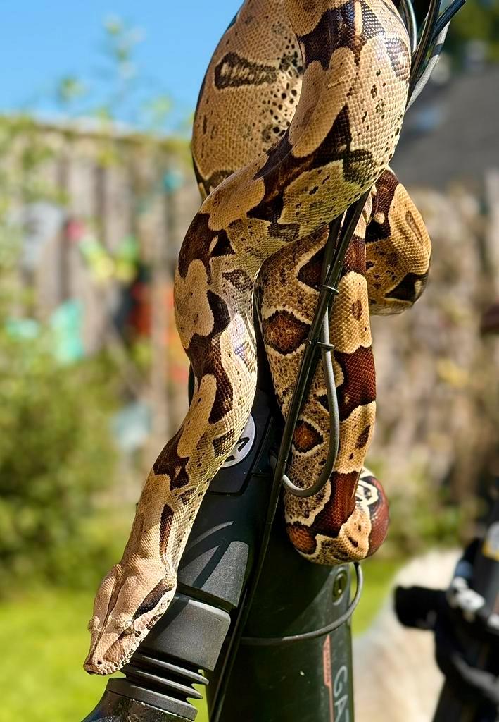 Boa Constrictor ‘Braziliaanse Roodstaart’ 0.1 Boa Constrictor - female for sale from Wra