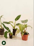 Gratis of goedkope stekjes gezocht in Breda!, Overige soorten, Minder dan 100 cm, Groene kamerplant, Halfschaduw