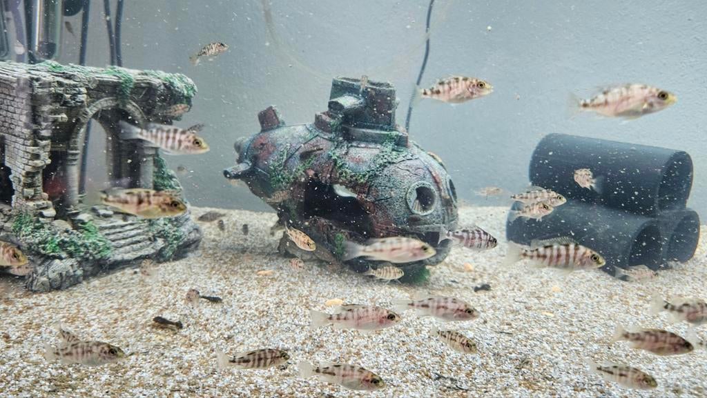 Jonge Malawi cichliden (Multicolor) en jonge ancistrus, Vis, Zoetwatervis