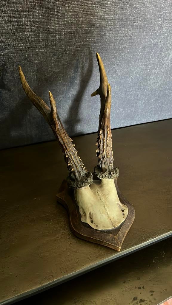 Mooi herten gewei, Huis en Inrichting, Ophalen of Verzenden, Zo goed als nieuw