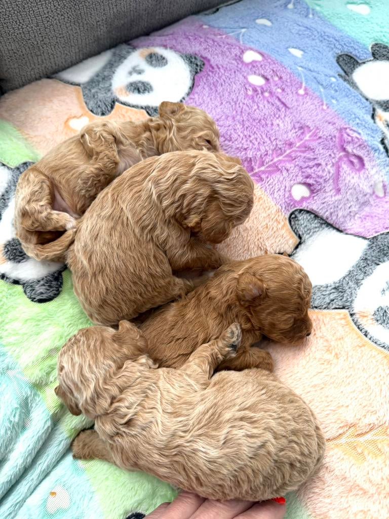 MALTIPOO f1 b te reserveren, moeder ecvo en patella getest, Dieren en Toebehoren, Parvo, Overige rassen, 8 tot 15 weken, Meerdere