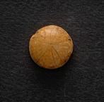 Prachtige gepolijste fossiele zee egel (B1/B), Verzenden, Fossiel